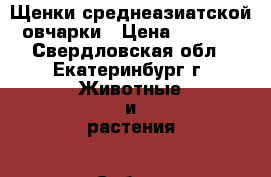 Щенки среднеазиатской овчарки › Цена ­ 5 000 - Свердловская обл., Екатеринбург г. Животные и растения » Собаки   
